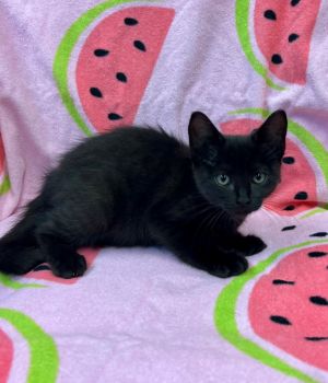 Parsley, Baby Female Domestic Short Hair