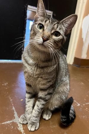 Frances, Young Female Domestic Short Hair