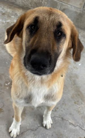 Goliath, Young Male Mixed Breed