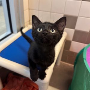 Teddy 1531, Baby Male Domestic Short Hair