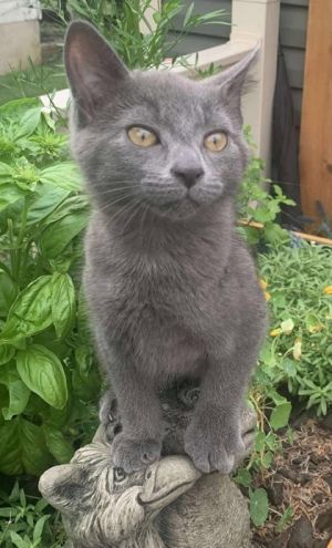 Loleeta, Baby Female Domestic Short Hair