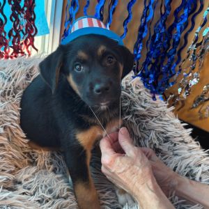 Opal, Baby Female Rottweiler