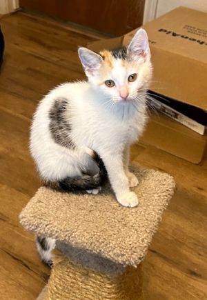 Shitaki, Baby Female Domestic Short Hair