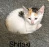 Shitaki photo 2