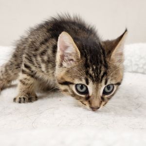 Star Crunch, Baby Male unknown