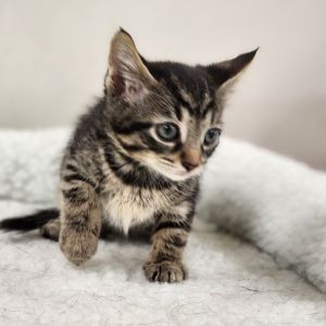 Cosmic Brownie, Baby Male unknown