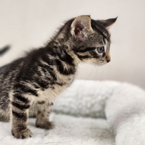 Oatmeal Cream Pie, Baby Male unknown