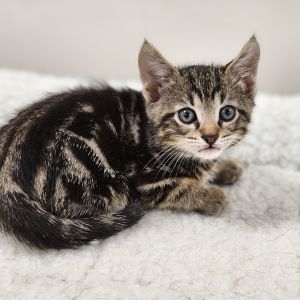 Zebra Cake, Baby Male unknown