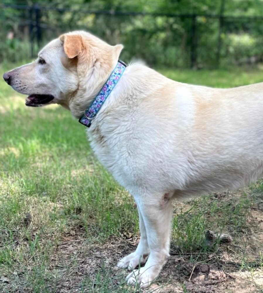 Winnie (Lab)