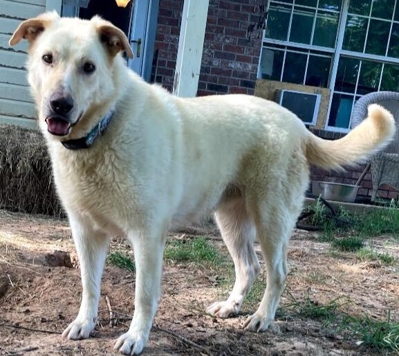 Winnie (Lab)