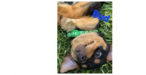 Blooming Flowers: Bud, Adult Male Terrier