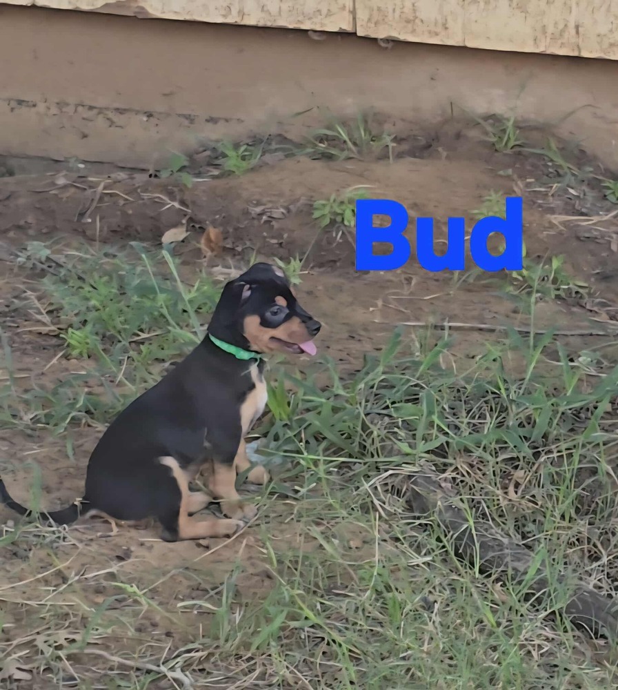Blooming Flowers: Bud