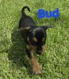 Blooming Flowers: Bud photo 3
