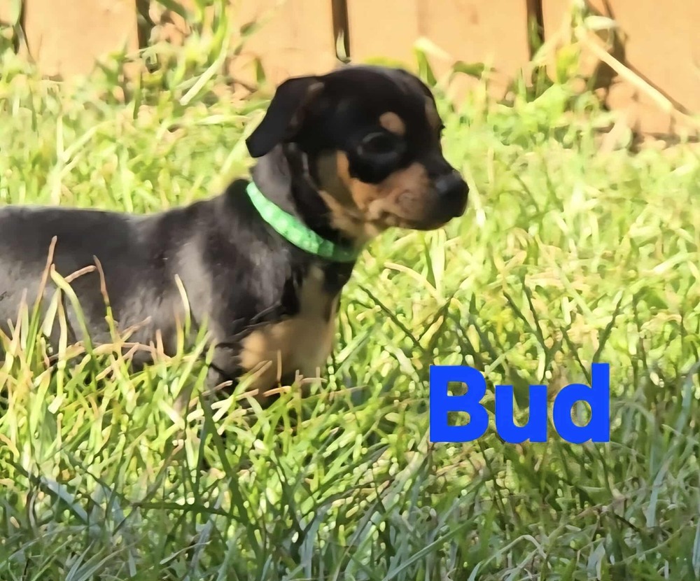 Blooming Flowers: Bud