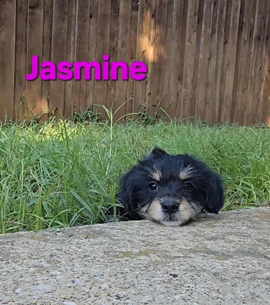 Blooming Flowers: Jasmine