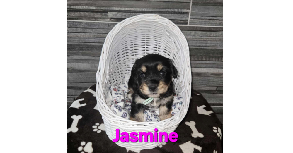 Blooming Flowers: Jasmine