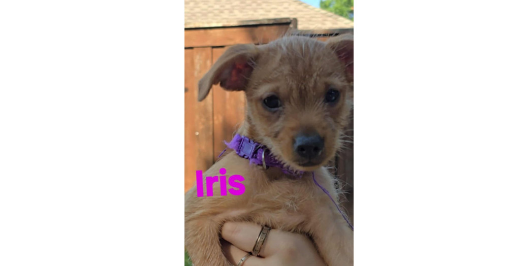 Blooming Flowers: Iris