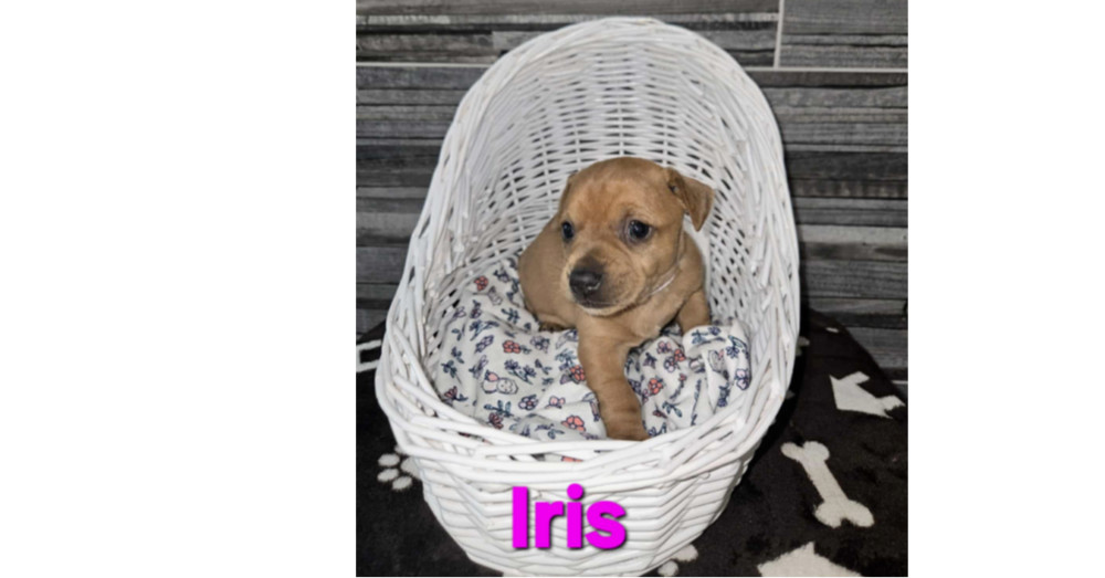Blooming Flowers: Iris