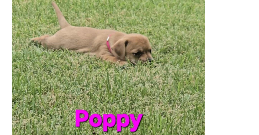 Blooming Flowers: Poppy