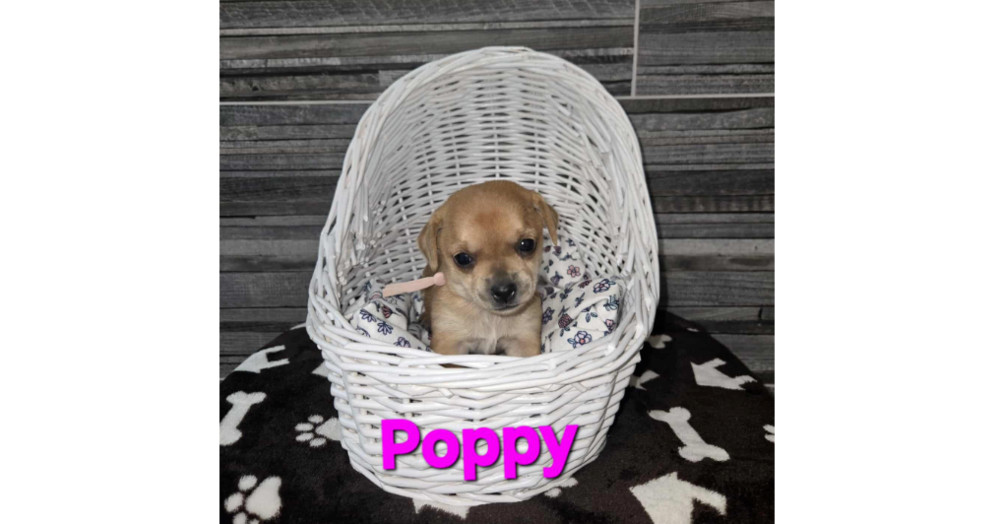 Blooming Flowers: Poppy