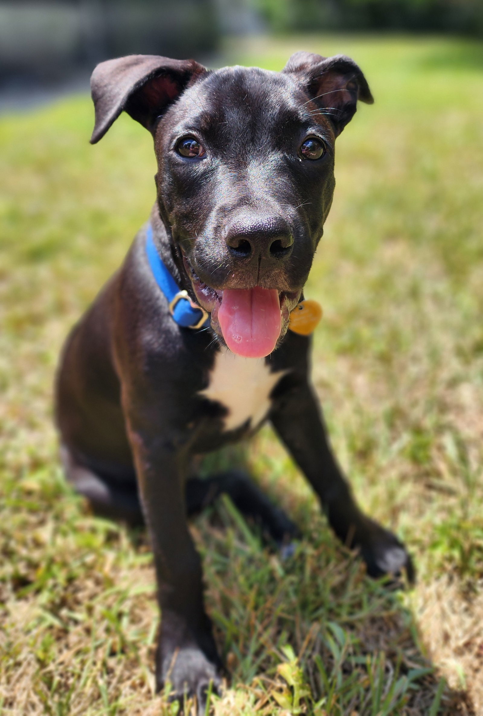 Elphie