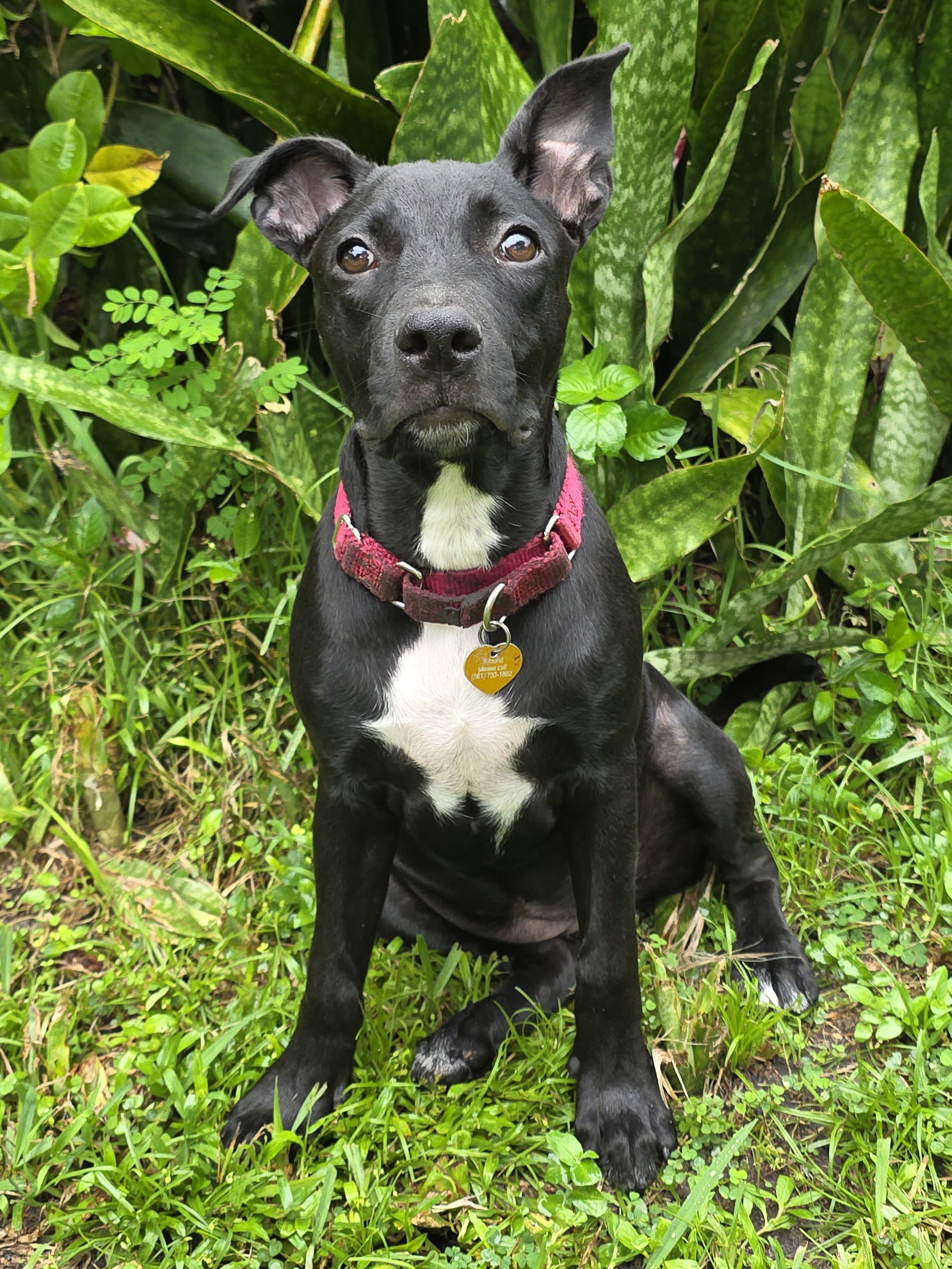 Elphie