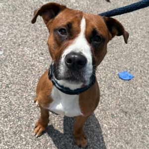 Biscuit, Adult Male Mixed Breed