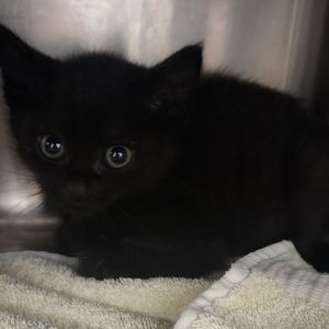 FireCracker, Baby Female Domestic Medium Hair