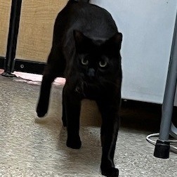 Echo