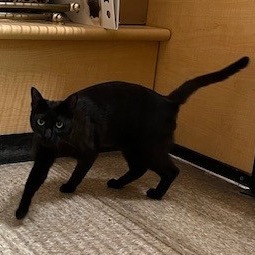 Echo