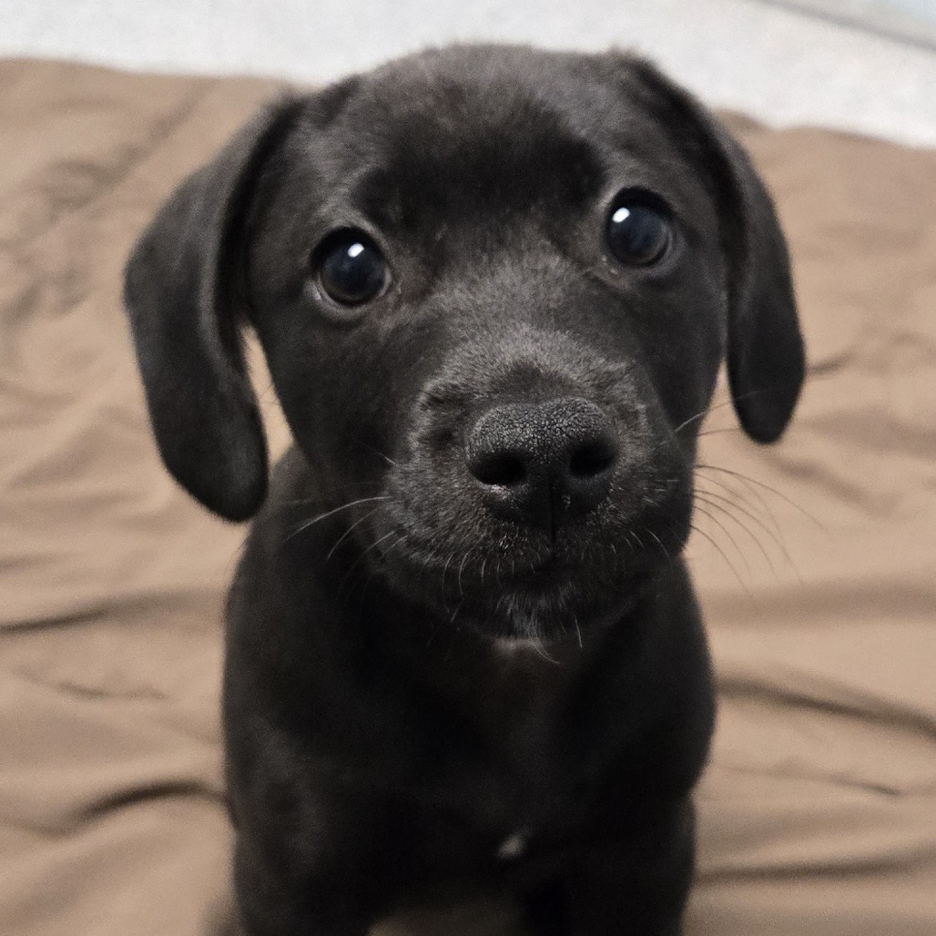 Clyde