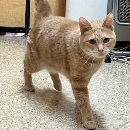 Mowgli