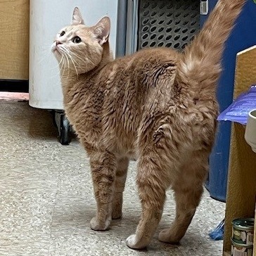 Mowgli