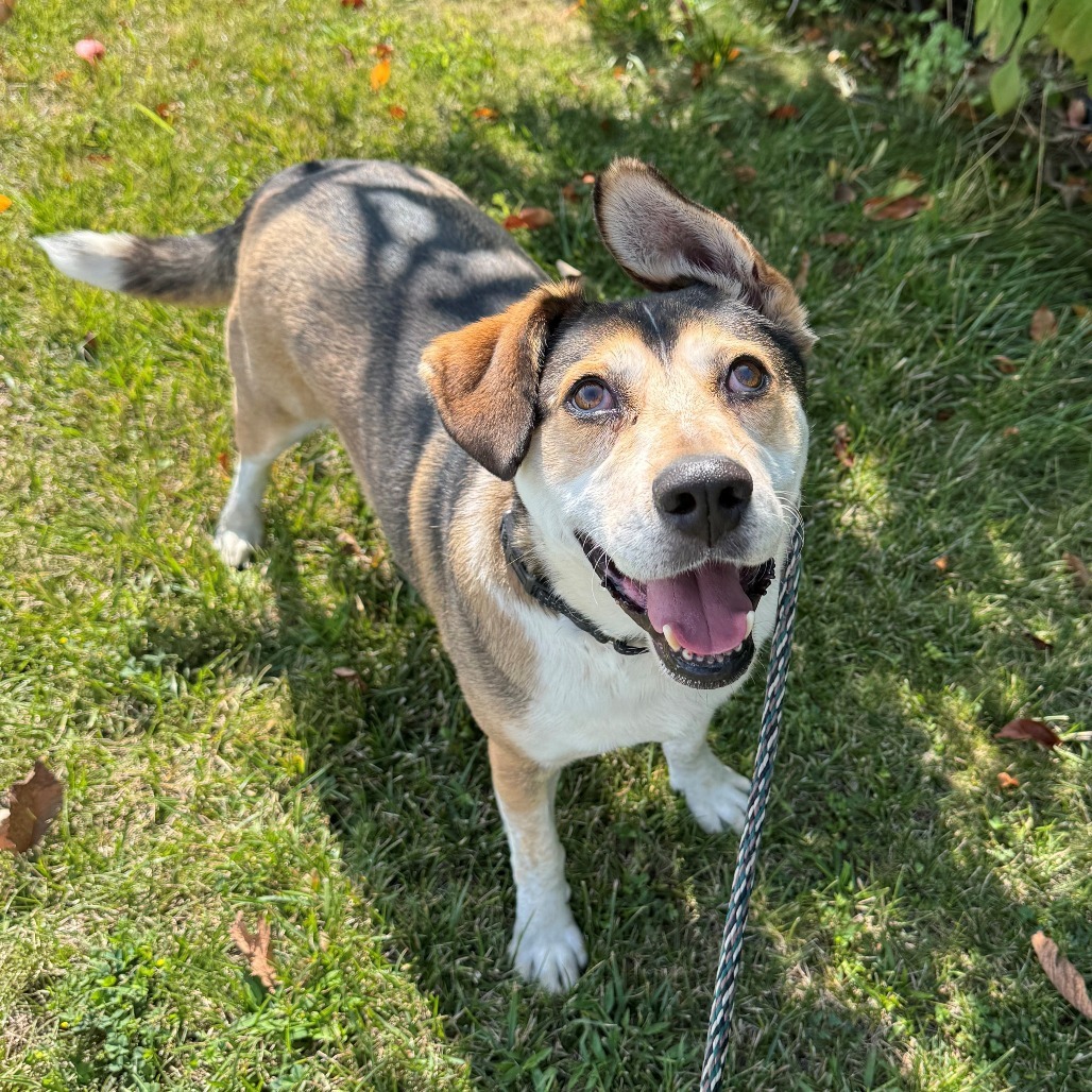 Biscuit