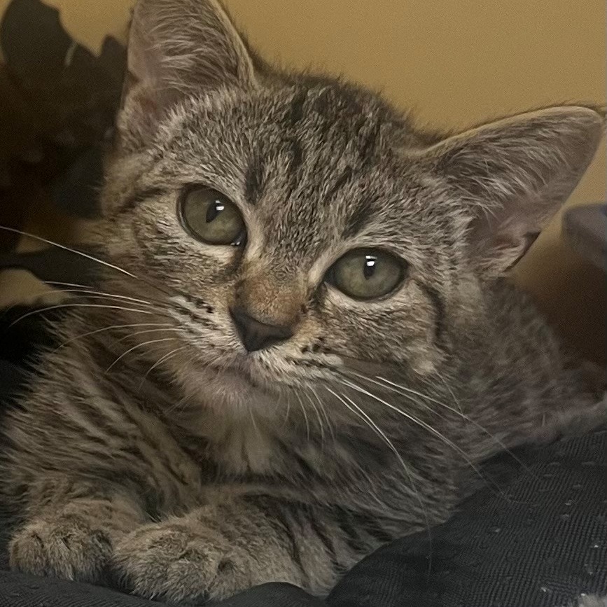 Kit Kat