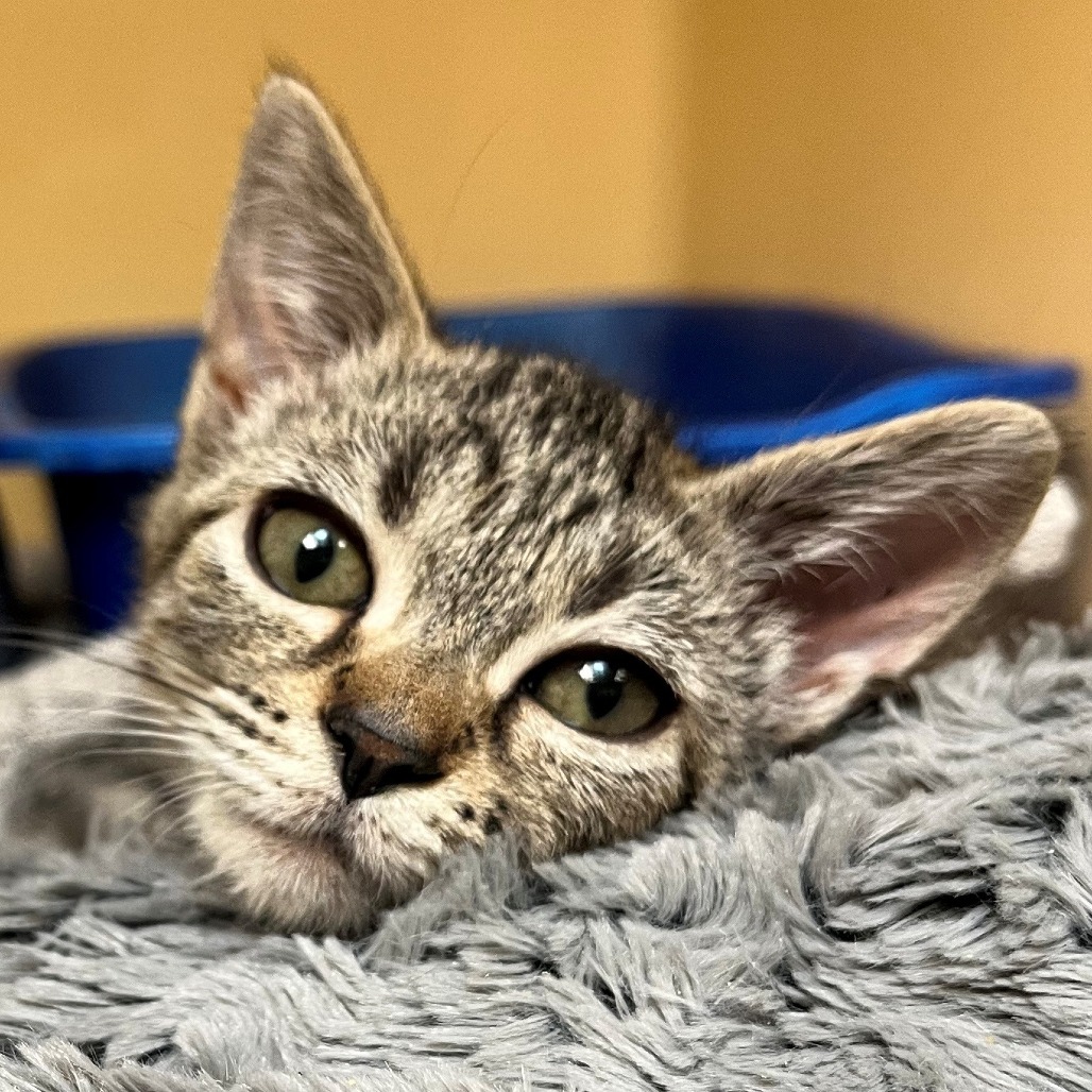 Kit Kat