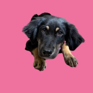 Charlie, Baby Female Collie