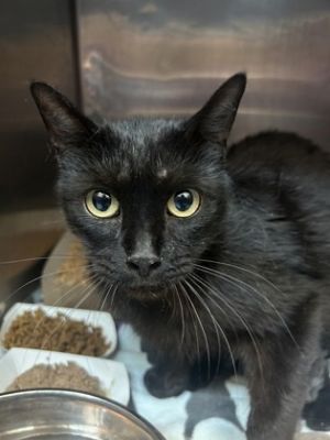58601752, Adult Female Domestic Medium Hair