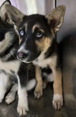 Azul*, Baby Female Husky