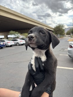 58777954, Baby Male Labrador Retriever