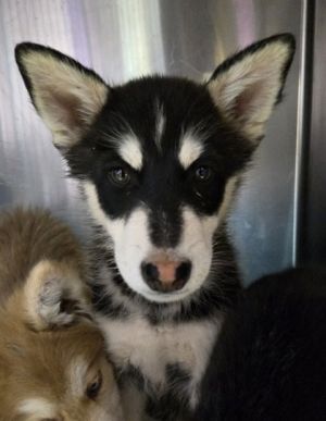 Lala*, Baby Female Husky