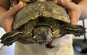 MR. TURTLE, Adult Female unknown