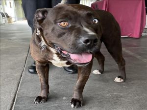 BANJO, Adult Male American Bulldog