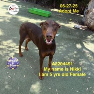 NIKKI, Adult Female Doberman Pinscher