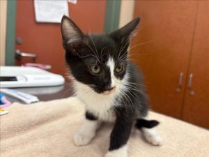 UNKNOWN, Baby Male Domestic Short Hair