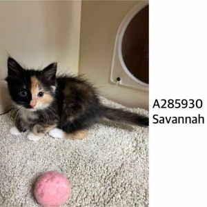 SAVANNAH, Baby Female Domestic Short Hair