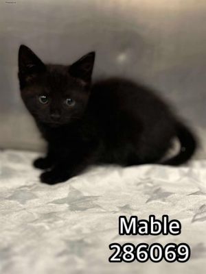 MABLE, Baby Female Domestic Short Hair