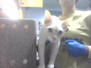 BANDIT Domestic Short Hair Cat