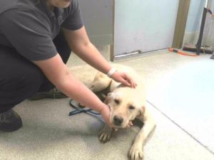 MINNESOTA Labrador Retriever Dog