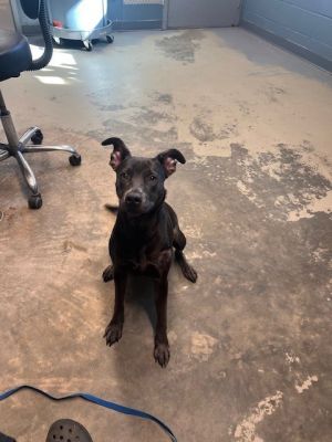 BELLA Labrador Retriever Dog